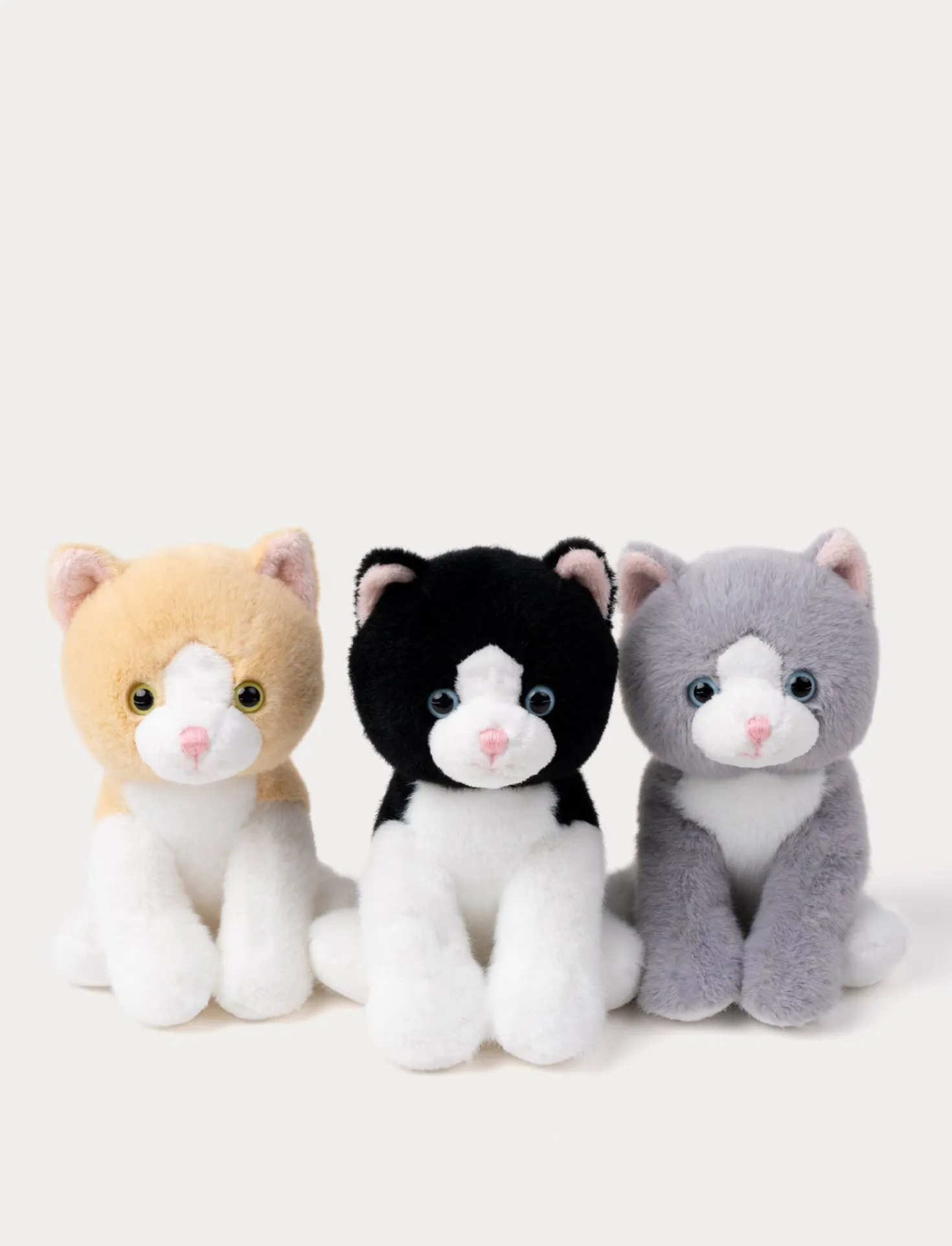 Kattungar, Beige