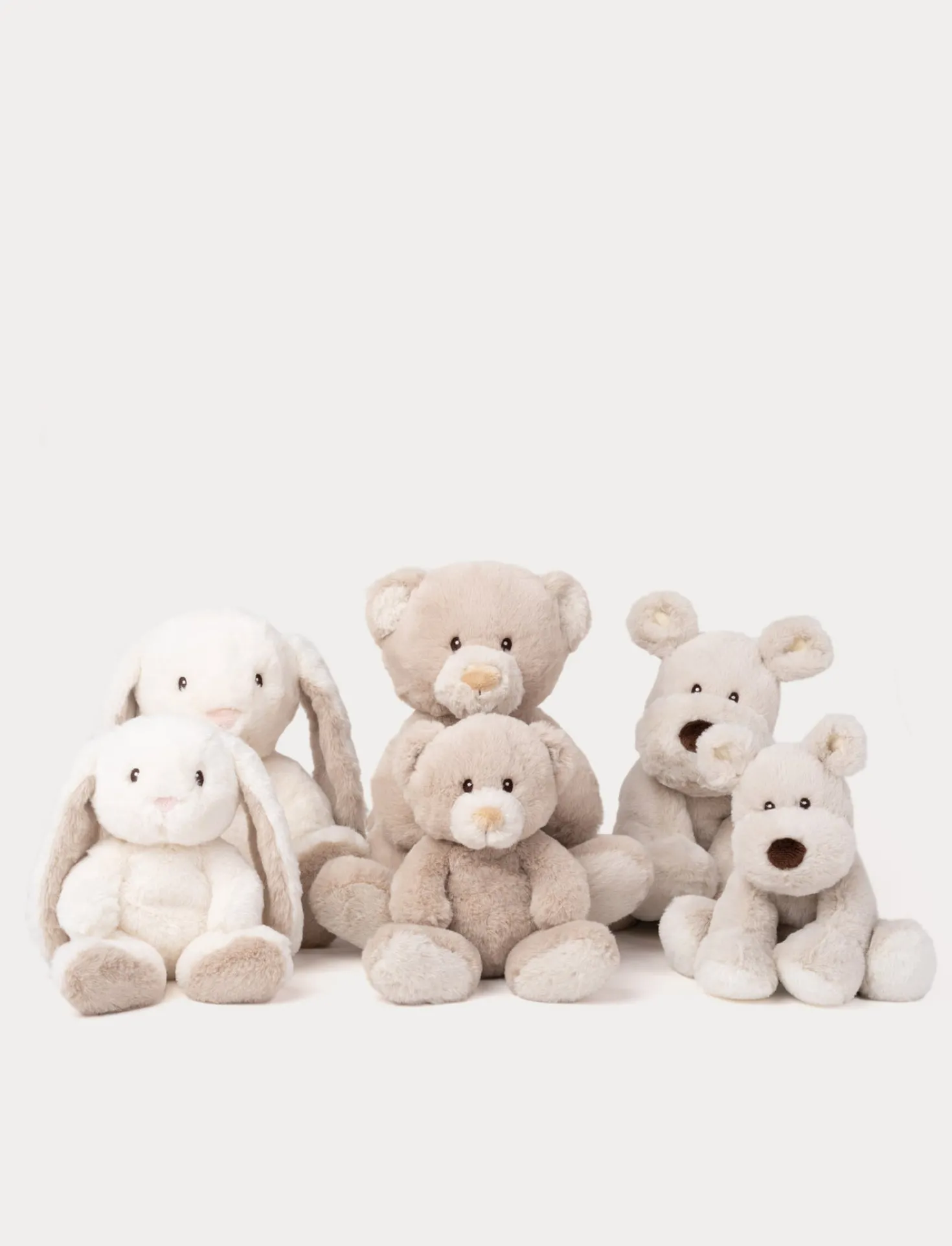 Teddy Mocca, Hund, Stor