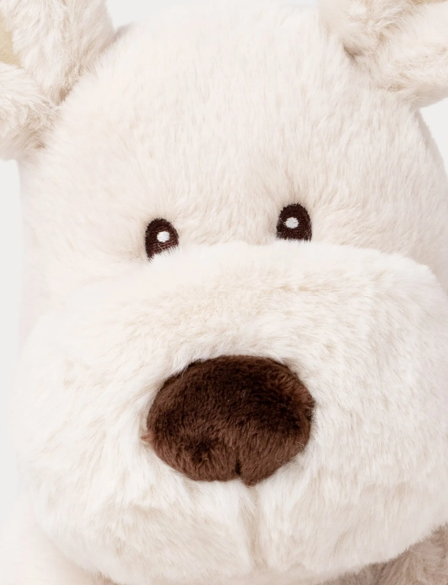 Teddy Mocca, Hund, Stor